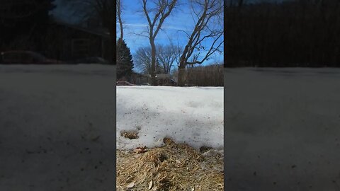 Snow is melting fast this year 2023 ￼#snow_melting #timelapse