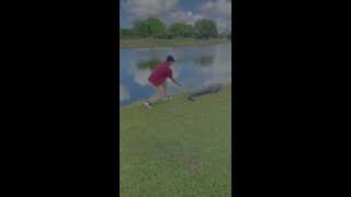 Cape Coral man removes golf ball from gators back