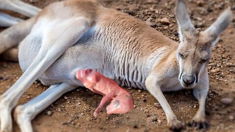Kangaroo Giving Birth Success To Yong Kangaroo