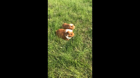 Guinea pigs squeaking super loud!!