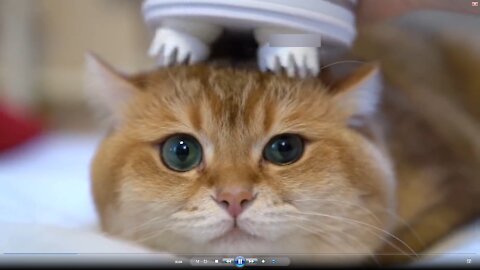 Cat being massaged