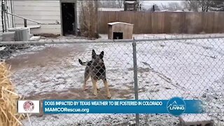 Rescue Dogs Today! // MAMCORescue.org