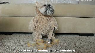 Munchkin the Teddy Bear loves peanut butter