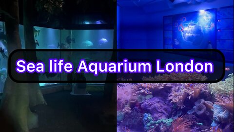 Sea life Aquarium London || beautiful place to visit uk