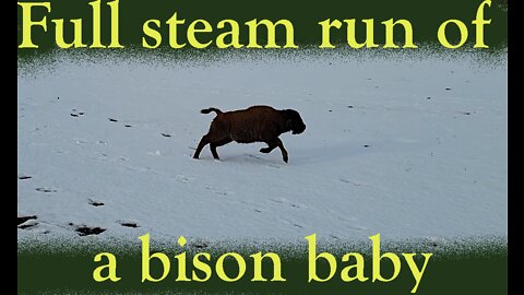 Full steam run of a bison baby