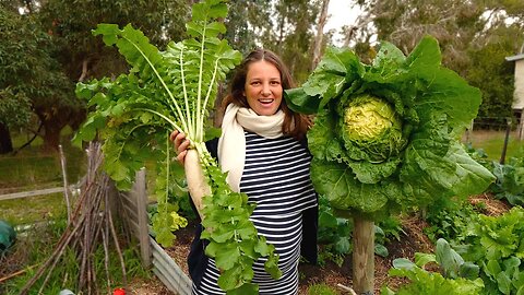 BIG Results in our No Dig Garden | Swine v Spuds - Free Range Homestead Episode 44