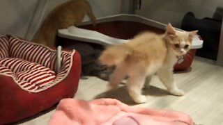 Japanese kittens playing in the pet shop. Tokyo, Japan :)