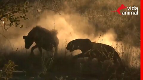 LEOPARDO ROUBA PRESA DE HIENA EM ATAQUE IMPRESSIONANTE - VIDA ANIMAL