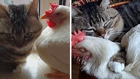 Pet Chicken Love Snuggling Up with Cat Friend