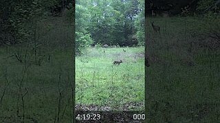 Coyote and Deer