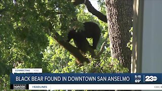 Black bear found in downtown San Anselmo