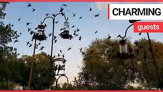 Woman wakes up to hundreds of multicoloured hummingbirds on her front porch