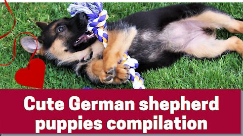 Cute German shepherd puppies compilation
