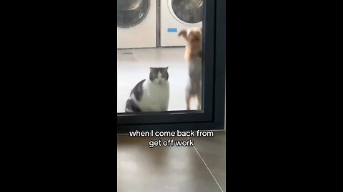 A compilation featuring cats versus dogs showdown. Funny, amusing, strange, and cute situations