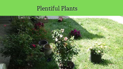 Plentiful Plants