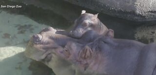 Baby hippo's name revealed