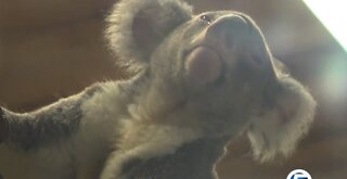 Palm Beach Zoo helping the koala population