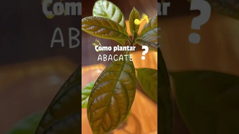 Como plantar abacate?