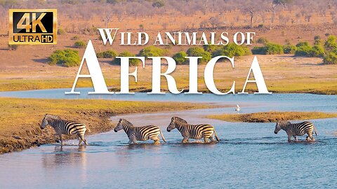 дикие животные африки 4k - Замечательный фильм о дикой природе с успокаивающей музыкой
