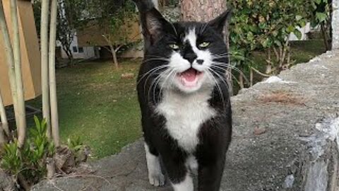 Tuxedo cat meowing loudly for food is so hungry