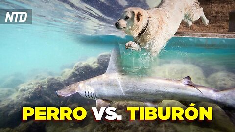 Captan a un perro peleando contra un tiburón en las Bahamas
