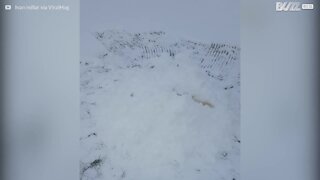 Il furetto e l'adrenalina di vedere la neve per la prima volta