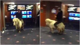 Entra a cavallo di pony in una sala scommesse