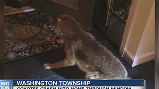 Coyotes crash into Washington Township condo