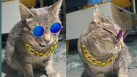 Cat's fashion.