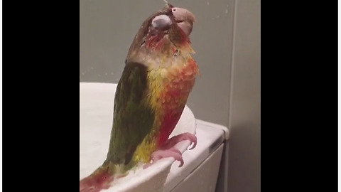 Parrot Goes Into Deep Slumber During Relaxing Shower