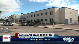 Escaped cat causes eviction