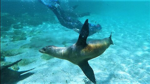 Playful sea lions in Galapagos Islands delight swimmers at the beach