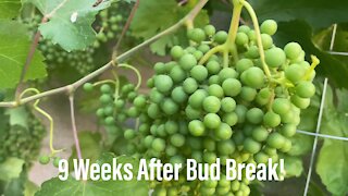 Grapevine Update: 9 Weeks After Bud