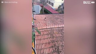 Gato usa elevador improvisado para regressar a casa