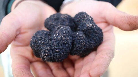 Truffle farming in Australia. How this couple make a living off 760 trees.