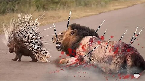 Porcupine Vs Lion Deadly Battle