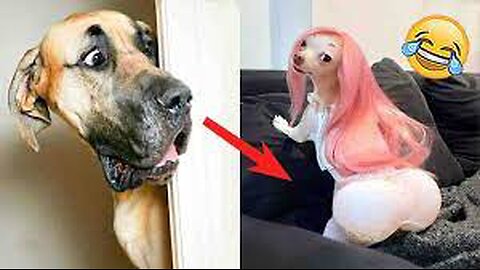 Best cat and dog funny videos compilation