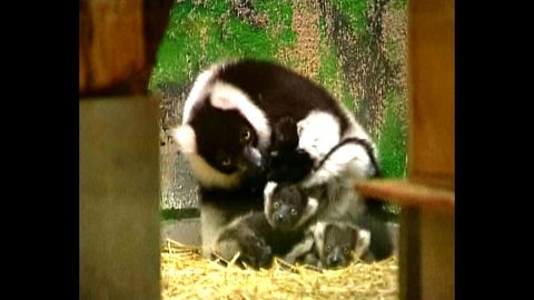 Little Baby Lemurs