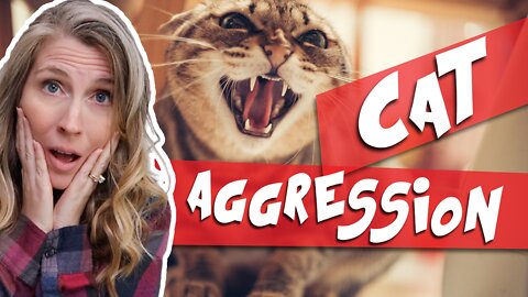 The Truth About Aggressive Cats