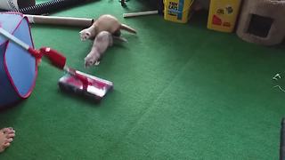Two Adorable Ferrets Obsessed With A Vacuum Cleaner