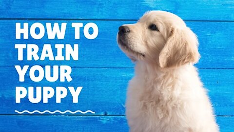 How to STOP PUPPY BITING!