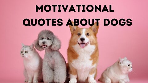 Cute Sweet Quotes About Dogs- Best Dog Inspired Quotes.