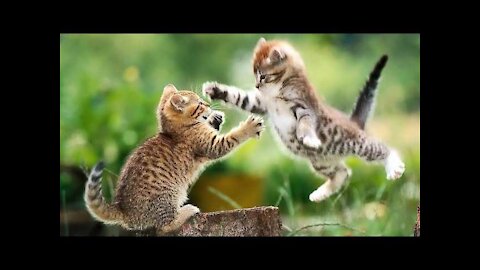 if your cat is John Cena 😁😂 Funny Animals Videos 😂 2021 (watch till the end)