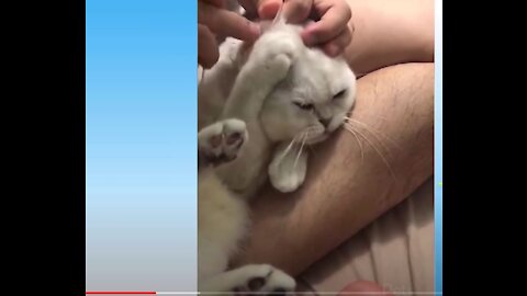 Best and Cute Pets my Funny Animals Compilation