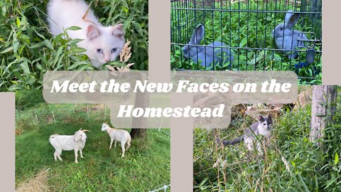 Meet The New Faces On The Homestead - They Need Names!