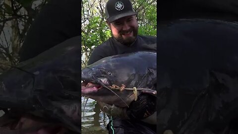 Giant Blue Catfish Texas State Record Over 100lb fish caught noodling! Duck Dynasty Uncle Cy #Shorts
