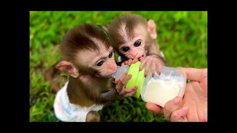 Baby Monkey BiBi drinking milk, Animals Home