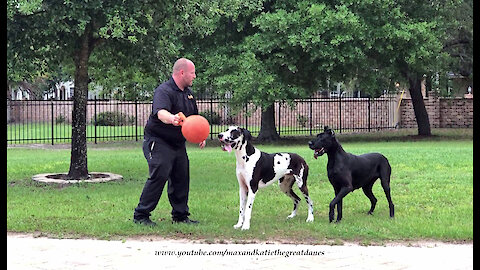 Bouncing Great Danes Have Fun Playing Fetch With Their Jolly Ball