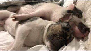 Un bulldog fait la sieste avec son petit cochon