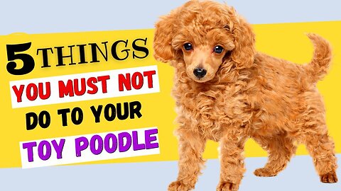 Toy Poodle Care: 5 Things You Must Avoid!